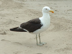 Kelp Gull Kelp Gull
